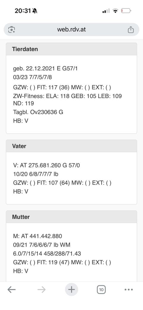 Gescheckter Hb-Widder