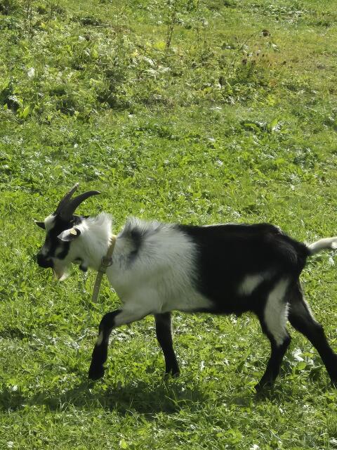 Pfauenziegenbock HB-fähig