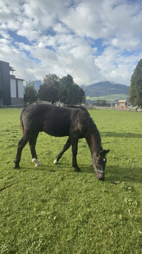 Hengstfohlen