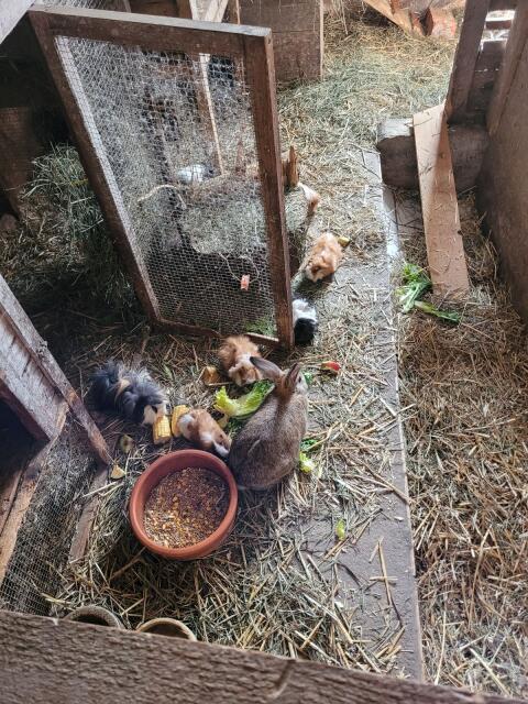 Meerschweinchen