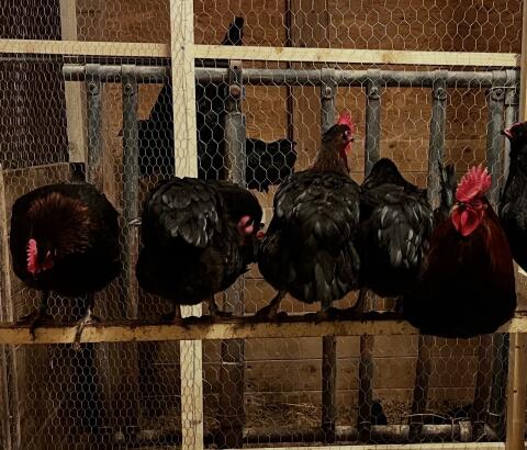 Zwerg-Marans