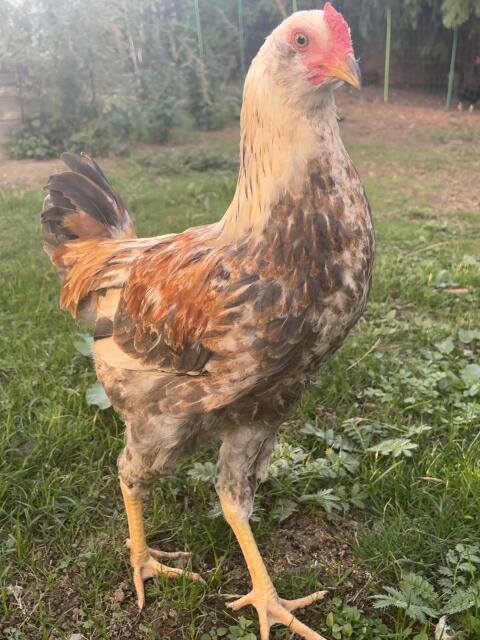 Mix-Hahn, Hahn, Huhn, Henne, Hühner, Küken