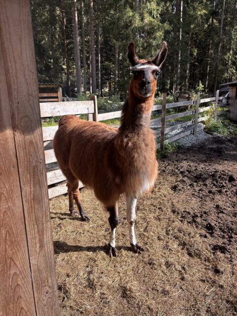 Lama-Hengst