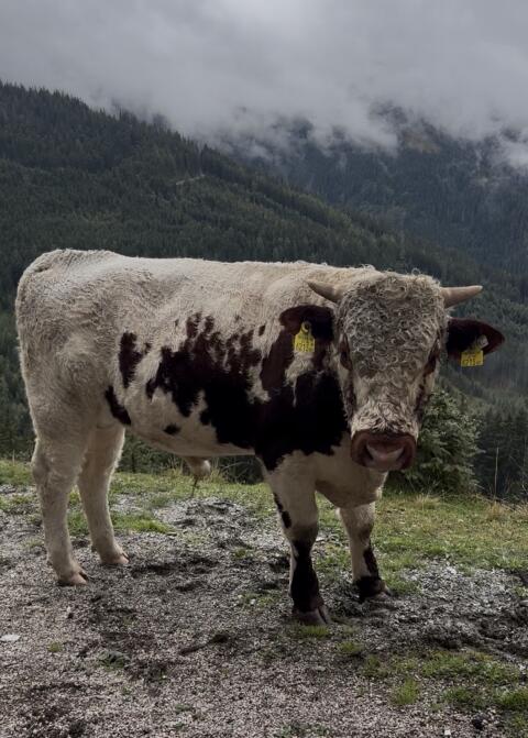 Pustertaler Sprinzen Stier