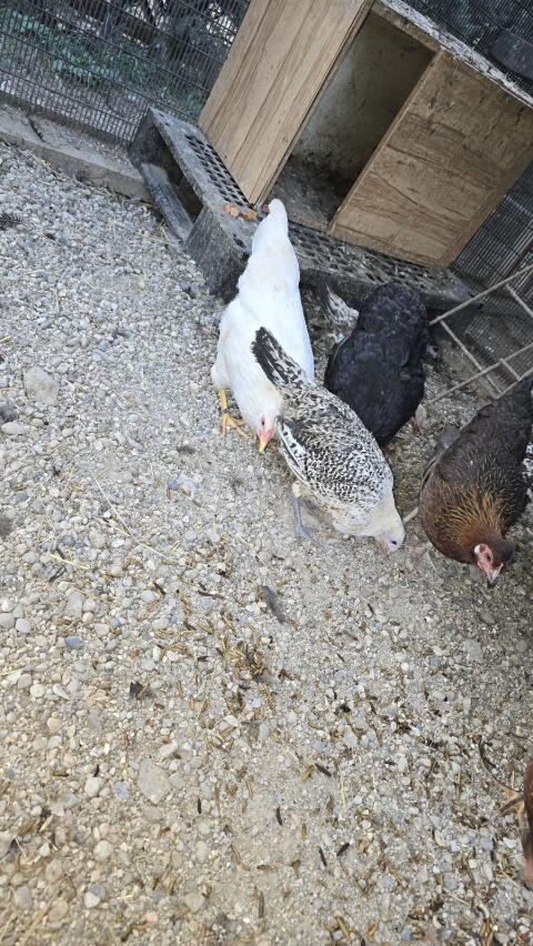 Ostfriesische Möwen