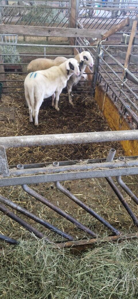 Brillenschaf-Widder