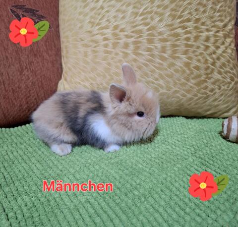 Süße Zwergkaninchen.