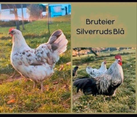 Bruteier Schwedisch Isbar, Silverudds Blå Eier, Huhn