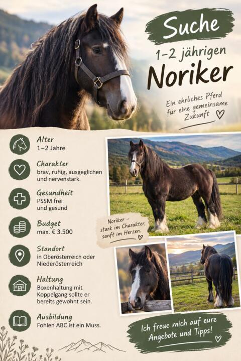 Suche Norikerjährling oder 2-Jährigen