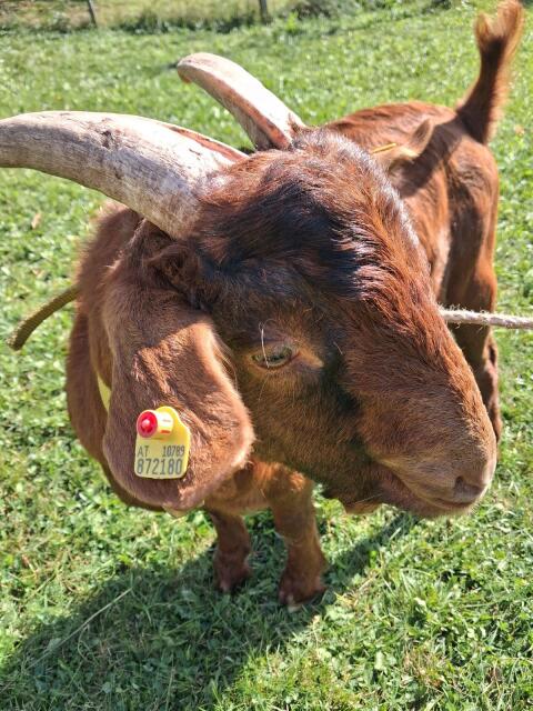 Ziegenbock
