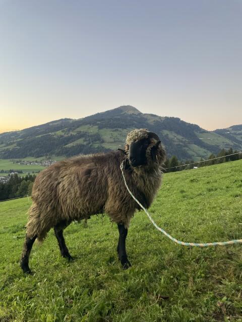 Tiroler Steinschafwidder