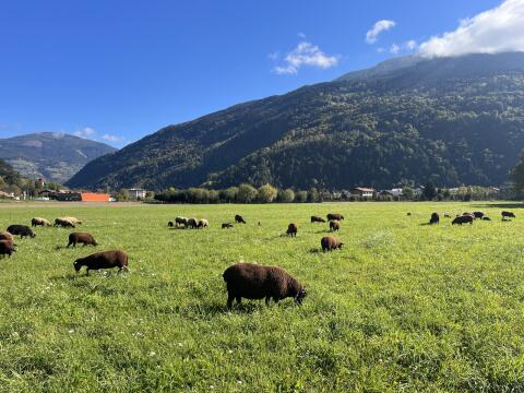 34 Jura-Schafe