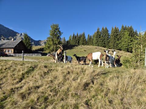Ziegen, Steirische Scheckenziege x Anglo-Nubier