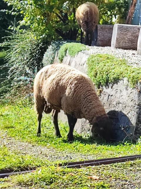 Jura-Widder
