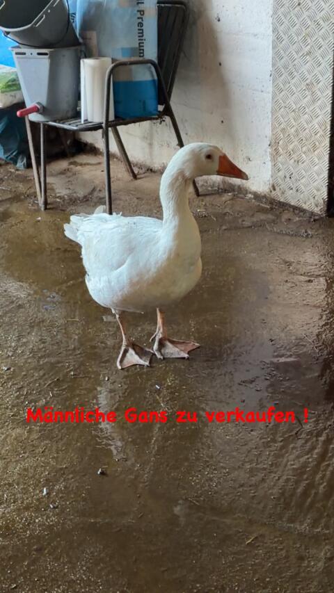 Gans männlich