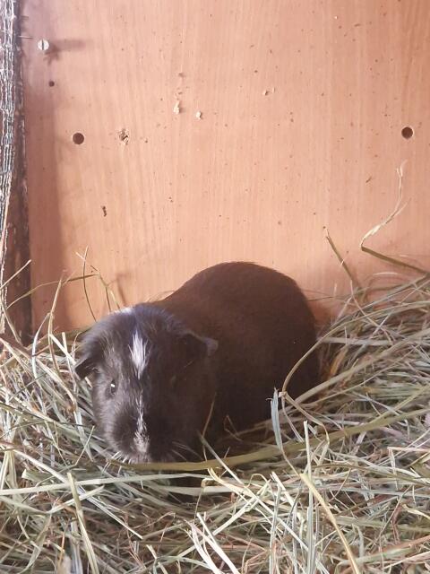 Meerschweinchen