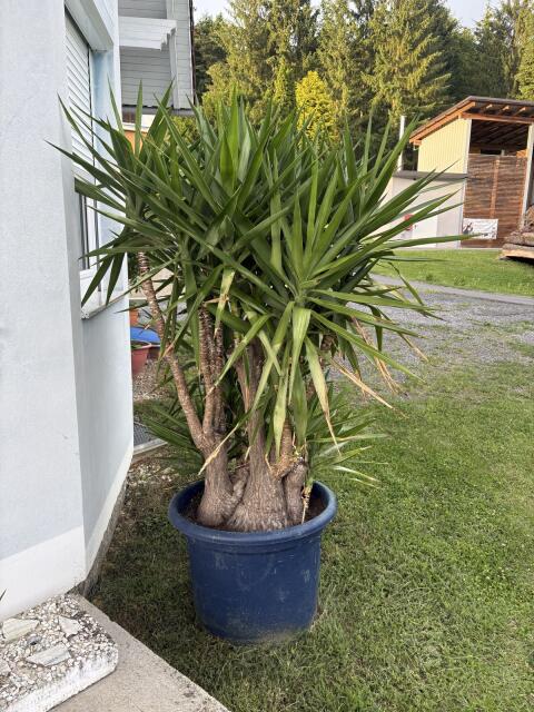 Palmen