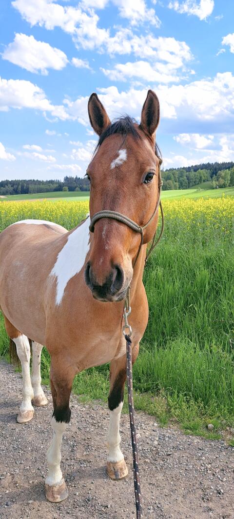 Joey, bildhübscher Paint-Wallach