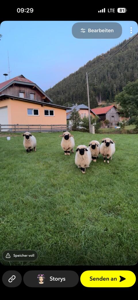 Walliser Schwarznasen-Schafe