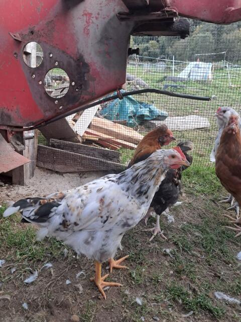 Blumenhuhn-Hahn, Amerucana (Blauleger), Mooshuhn (Grünleger)