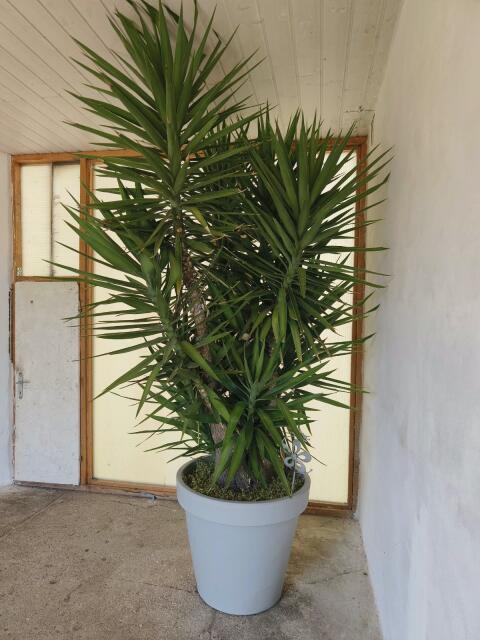 Yucca-Palme
