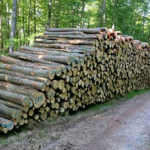 Suche Buchenfaserholz, Buchenstammholz