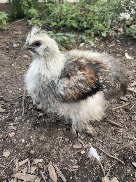 Seidenhuhn Hahn, Huhn, Henne, Hühner, Küken