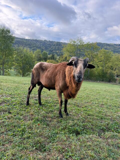 Schafbock