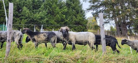 HB Steinschaf-Widder