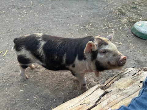 2 KuneKune-Schweine abzugeben