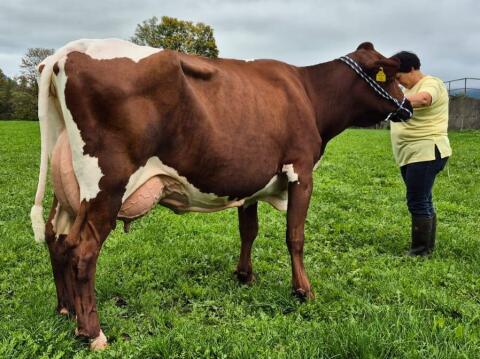 Bio Pinzgauer, Laufstall, silofrei, Heu, Kuh, Rind, Pi x RF Holstein