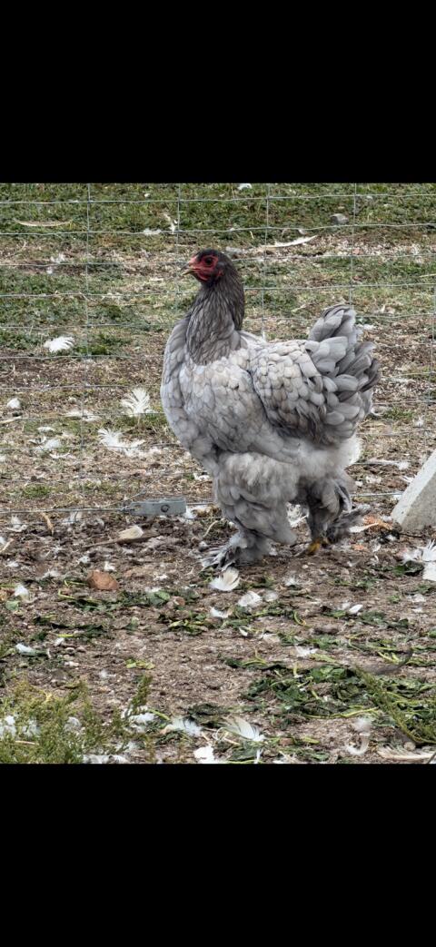 Brahma-Hennen
