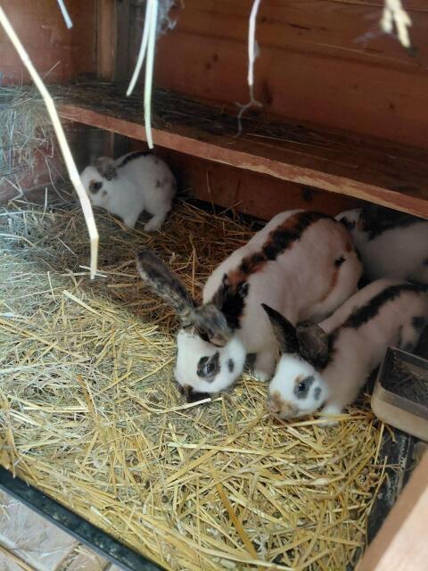 Hasen
