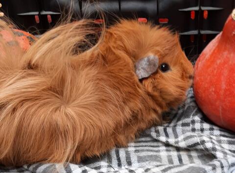 Meerschweinchen