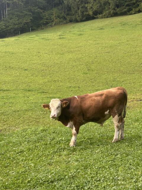 Verkaufe Stier