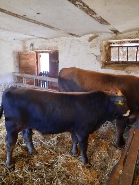 Reinrassiges Karpaten-Braunvieh-Bullenkalb zu verkaufen