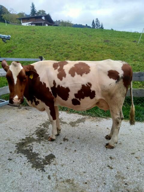 Verkaufe Bio Fleckviehkuh 20 l Milch