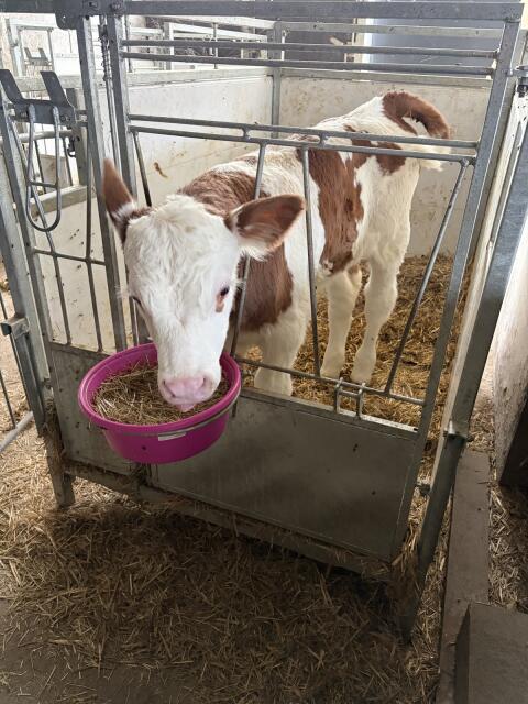 Fleckvieh-Stier