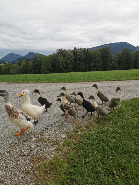 Enten