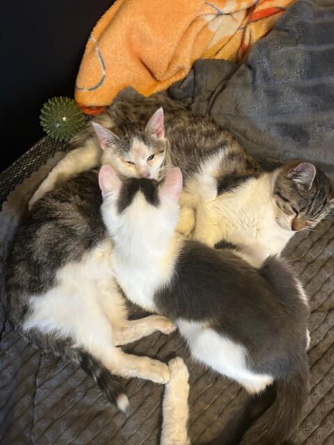Süße Katzen zu verkaufen