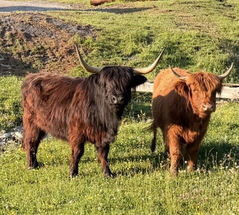 Mini-Highland-Kuh