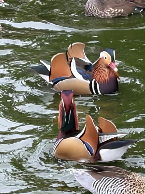 Enten, Zierenten, Schwäne, Gänse, Säger