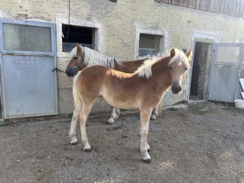 Haflinger Stutfohlen