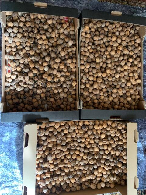 Walnüsse Ernte 25 und 26
