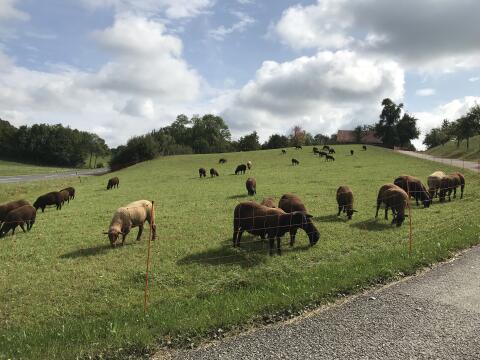 Schafe Jura Weibchen