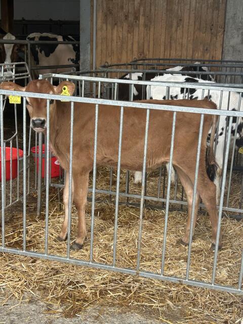 Jerseykalb