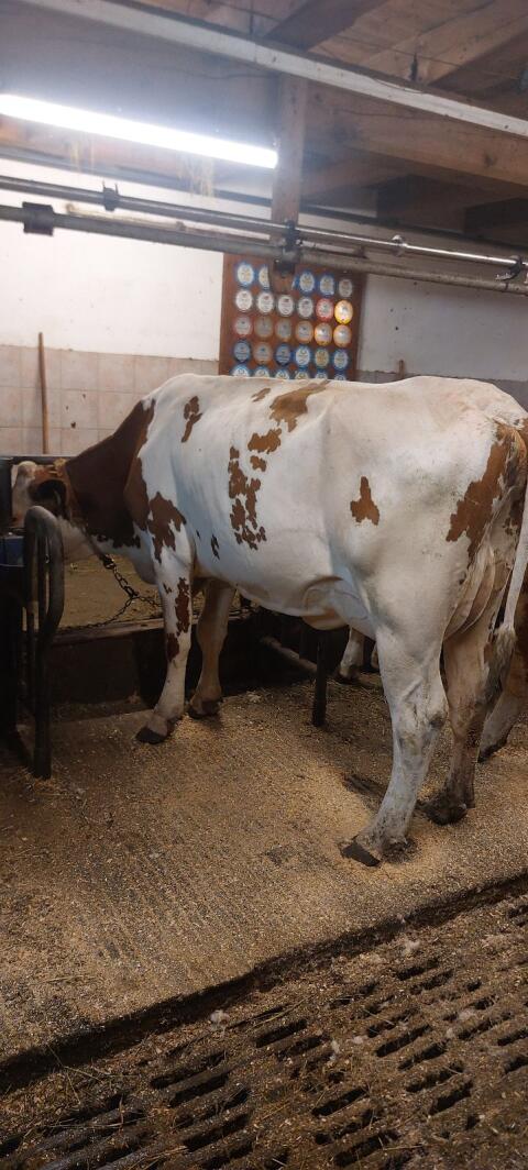 Bio Milchkuh 30 l