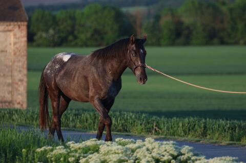 6-jähriger Appaloosa „Ketch“