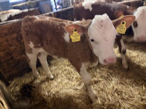 Bio-Stier ca. 4 Wochen