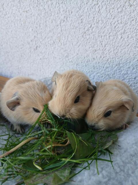 California-Meerschweinchen